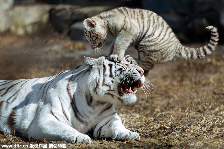 The world in photos: May 25-31